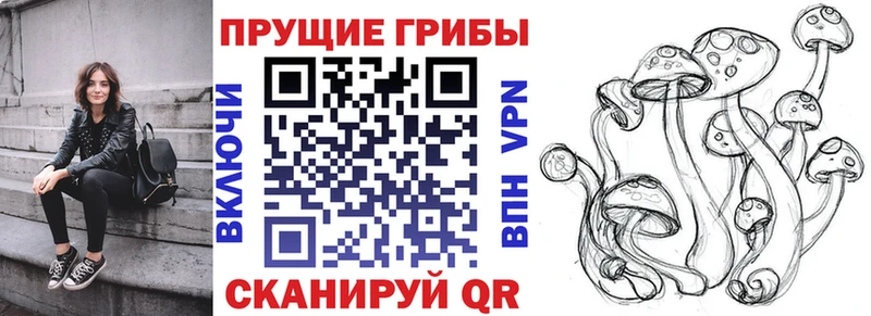 Псилоцибиновые грибы Psilocybe  Избербаш 